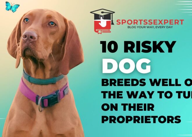 10 Risky Dog Breeds Well on the way to turn on Their Proprietors